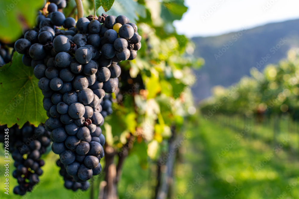 Fototapeta premium Close up of berries and leaves of grape-vine. A single bunch of ripe red wine grapes hanging on a vine on green leaves background. Plantation of grape-bearing vines, grown for winemaking, vinification