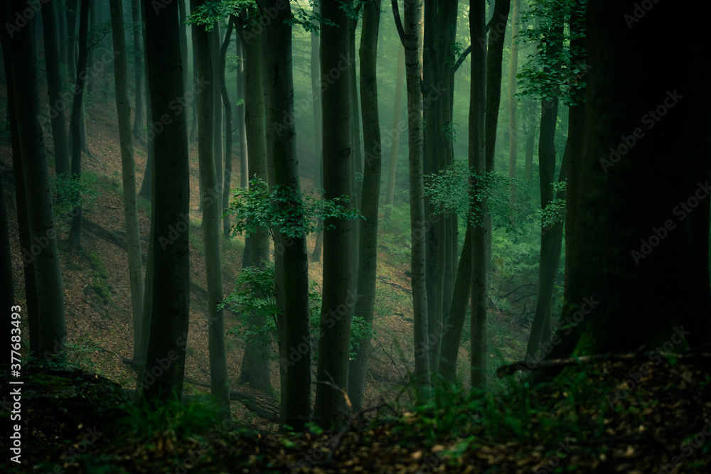 Naklejka premium Buchenwald im Nebel