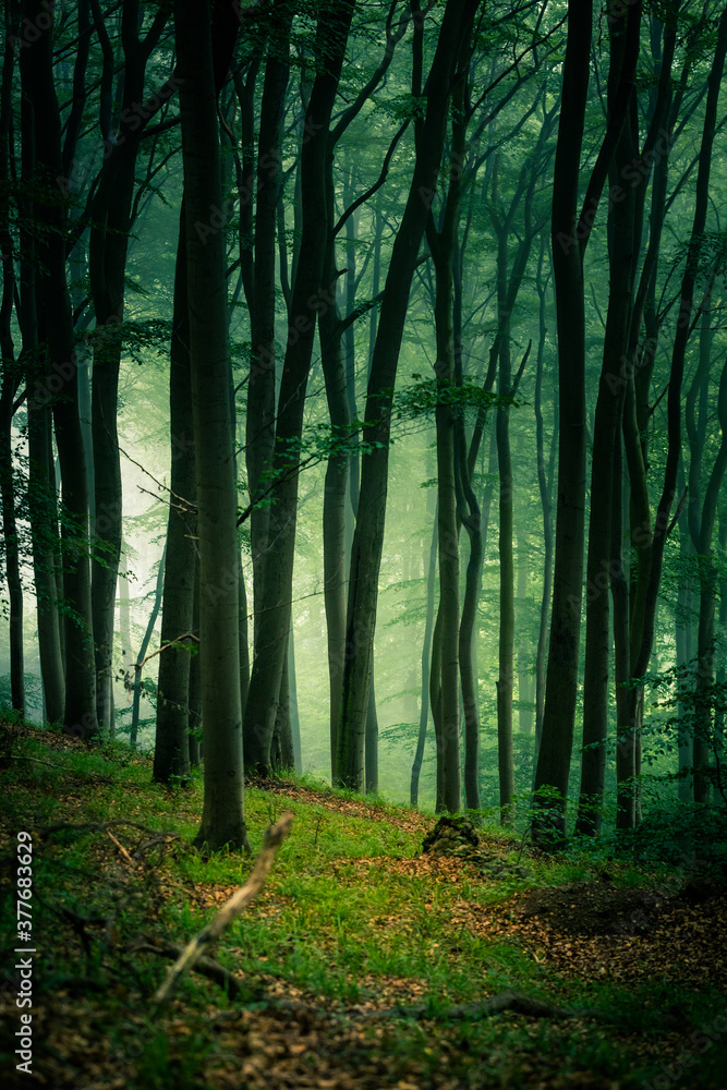 Obraz premium Buchenwald im Nebel