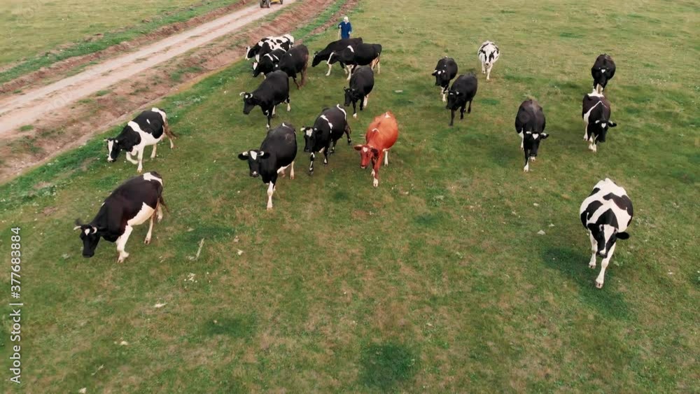 Shepherd is gathering cows used for biological milk products industry on a green lawn of a countryside farm. Aerial view of dairy cows herd on meadows. Drone top view of cows herd grazing on pasture f Shepherd is gathering cows used for biological milk products industry on a green lawn of a countryside farm. Aerial view of dairy cows herd on meadows. Drone top view of cows herd grazing on pasture f
