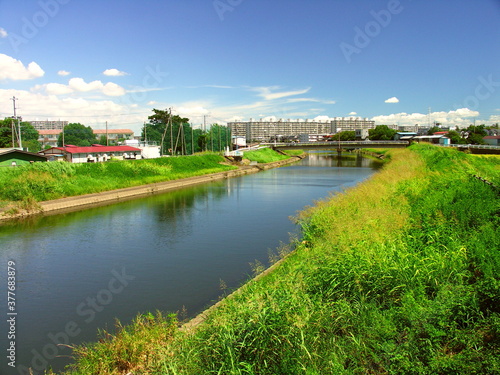 晩夏のセイバンモロコシ茂る土手と放水路風景