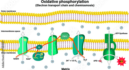 Electron transport chain couples chemiosmosis to ATP synthesis