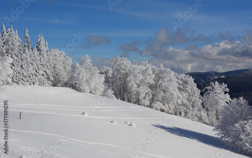 Wallpaper Mural Winter im Schwarzwald Torontodigital.ca