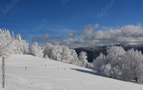 Wallpaper Mural Winter im Schwarzwald Torontodigital.ca