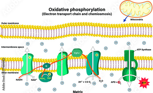 Electron transport chain couples chemiosmosis to ATP synthesis