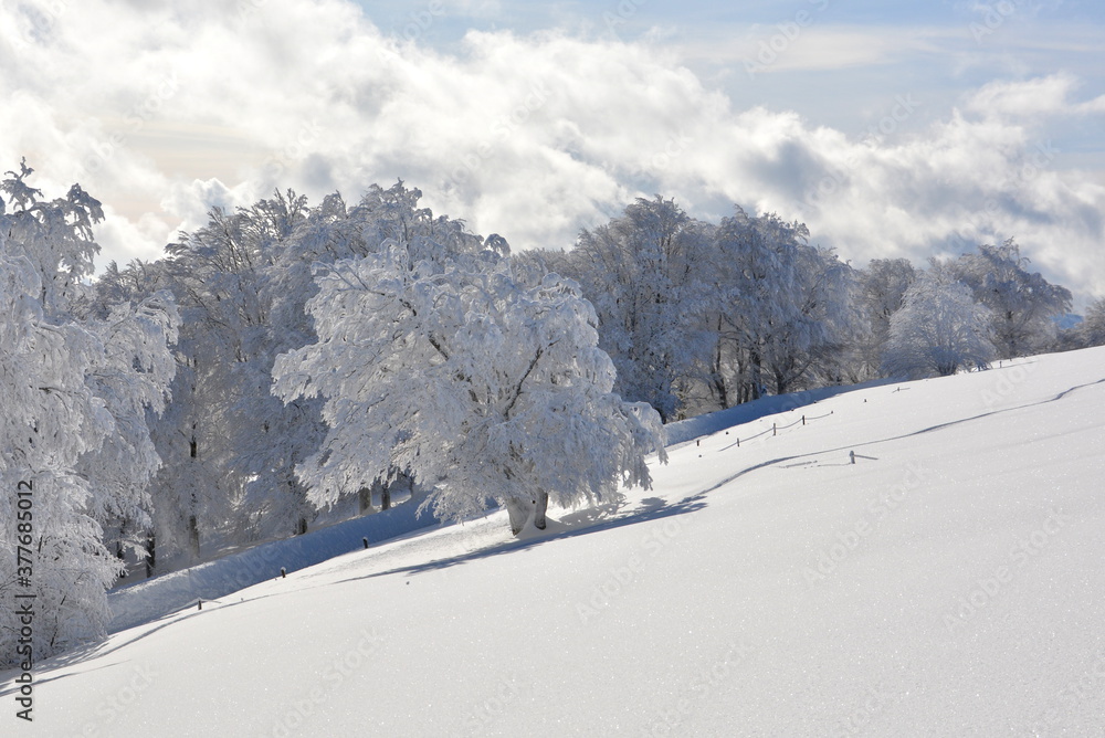 Winter im Schwarzwald