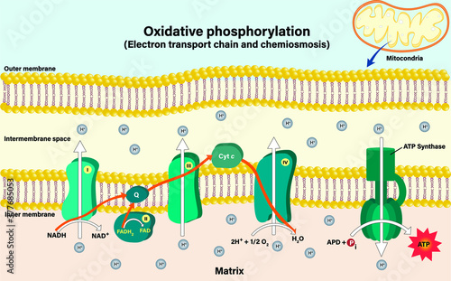 Electron transport chain couples chemiosmosis to ATP synthesis