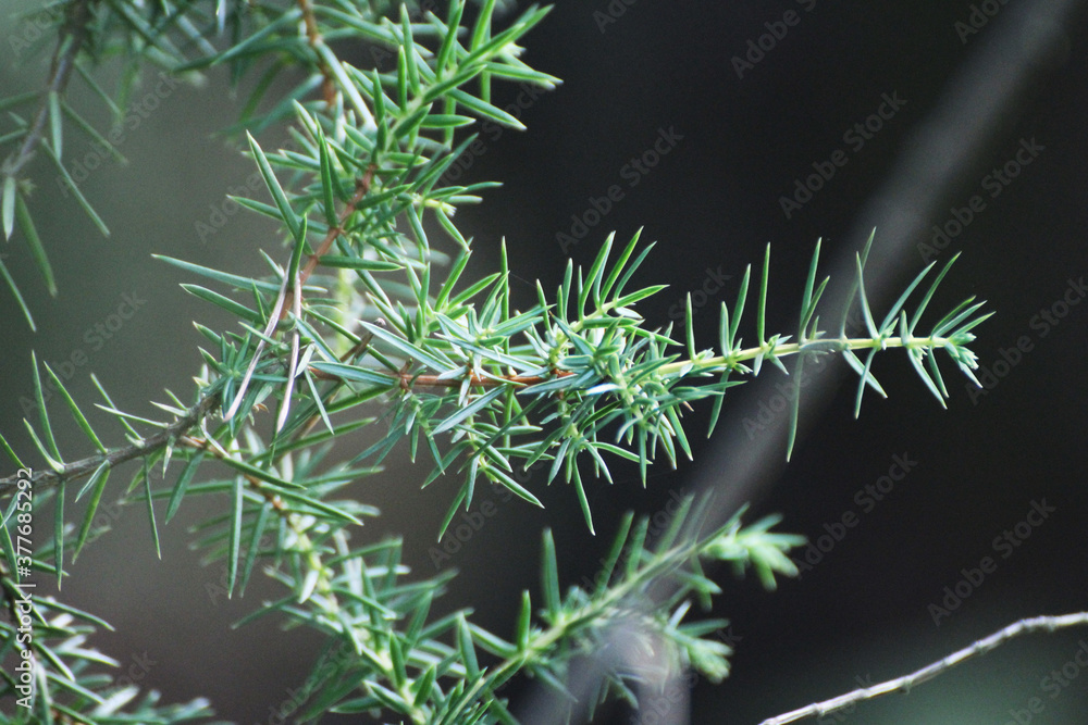 Fototapeta premium green larch twigs in the forest