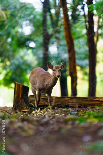 奈良公園の鹿 © Wakko