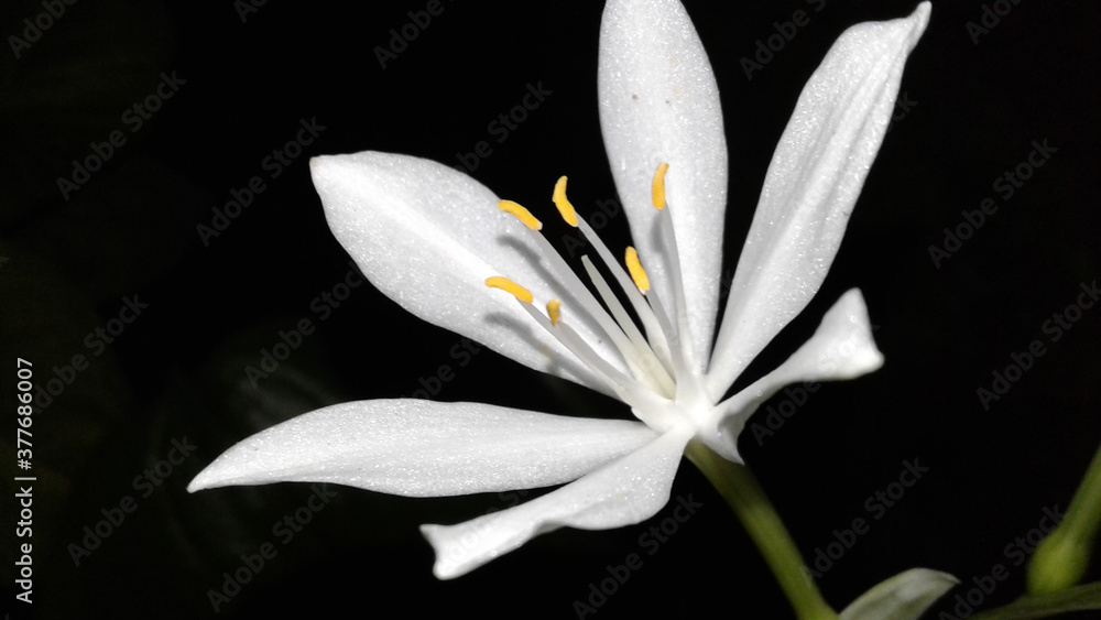 white flower on black background