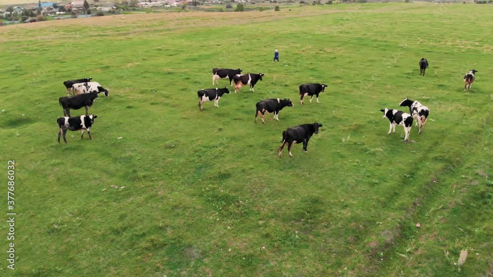 Many cows on green summer meadow, aerial drone view. Herd of cow grazing in fields. Aerial view of dairy cows herd on meadows. Drone top view of cows herd grazing on pasture field. Many cows on green summer meadow, aerial drone view. Herd of cow grazing in fields. Aerial view of dairy cows herd on meadows. Drone top view of cows herd grazing on pasture field.
