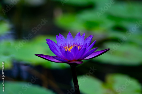 葉を背景にしてまっすぐ伸びる紫の蓮の花