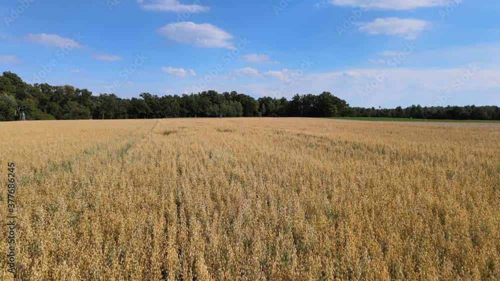 Landwirtschaft und Ackerbau getreide Bauer in Hohenlohe Landwirtschaft und Ackerbau getreide Bauer in Hohenlohe