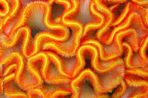 Fotografía Close-up of a colorful yellow and orange cockscomb flower (Celosia argentea var