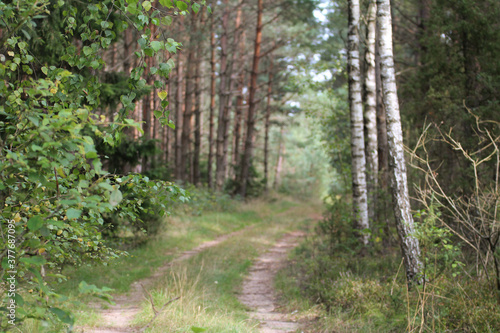 a small forest road among the trees