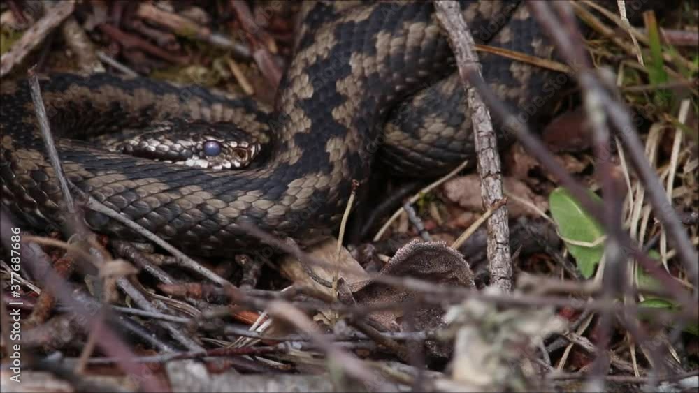 Common European adder, Vipera berus moving in the middle of springtime dry shrubs and twigs in Estonia. Common European adder, Vipera berus moving in the middle of springtime dry shrubs and twigs in Estonia.