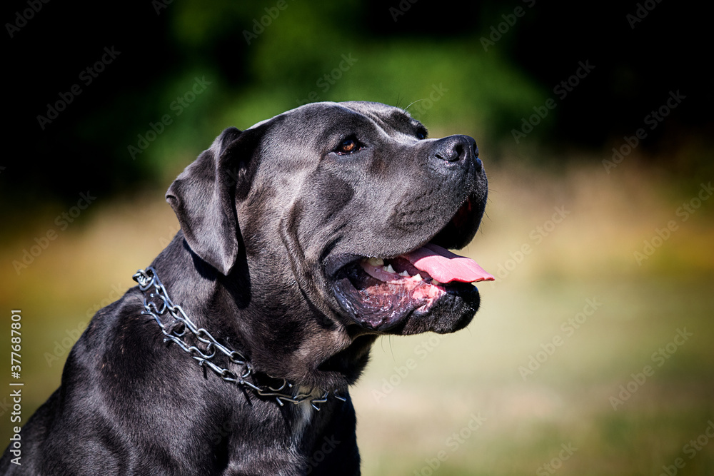 large dog breed cane corso looking sideways large dog breed cane corso looking sideways