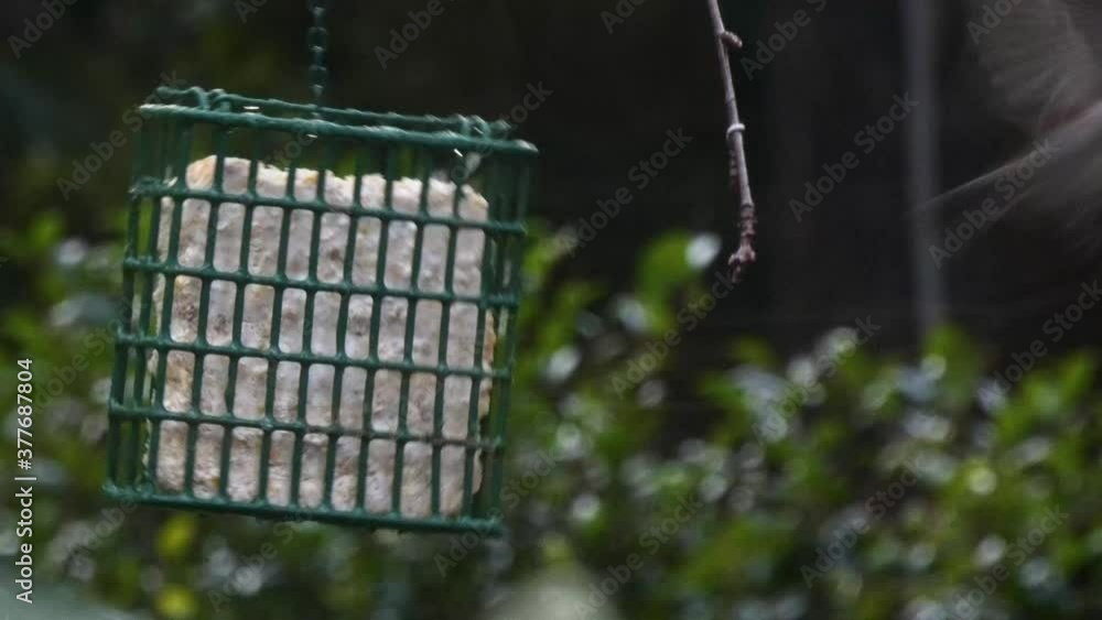 bird feeder hanging in mid winter with various birds bird feeder hanging in mid winter with various birds
