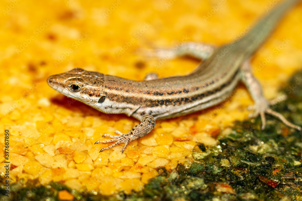 Fototapeta premium Close-up of lizard (Podarcis hispanicus) with unfocused background on table of yellow tones