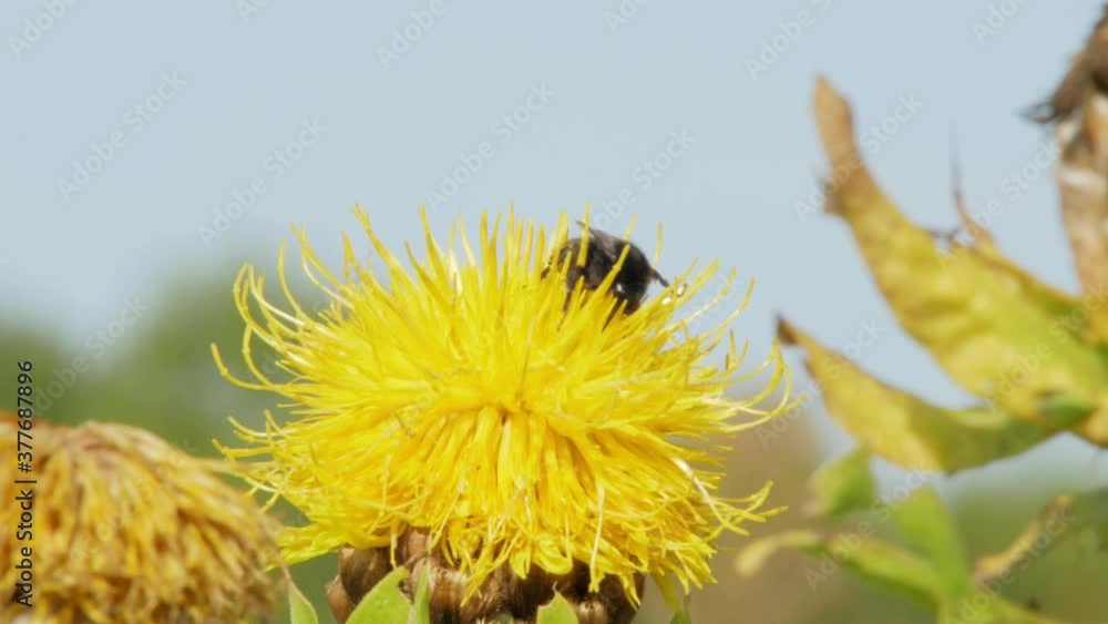 A macro close up shot of a bumble bee on a yellow flower searching for food. A macro close up shot of a bumble bee on a yellow flower searching for food.