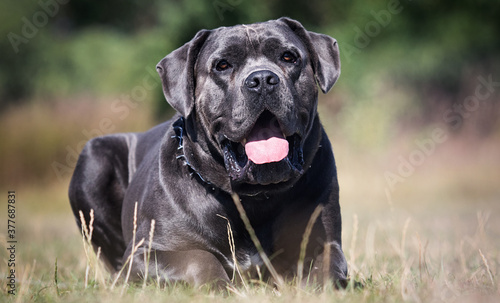 large dog breed cane corso looking