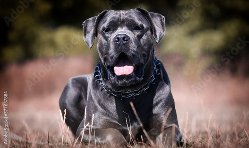 Obraz na plátně large dog of breed cane corso lies