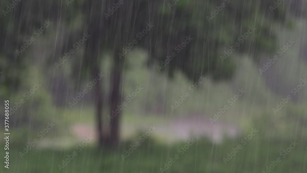 Rain comes in the jungle anytime and one must enjoy the most out of it; here is a footage of the rain falling at Huai Kha Khaeng Wildlife Sanctuary with a tree blurred at the background. Rain comes in the jungle anytime and one must enjoy the most out of it; here is a footage of the rain falling at Huai Kha Khaeng Wildlife Sanctuary with a tree blurred at the background.