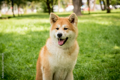 Portrait of cute akita inu dog at the park. © romaset