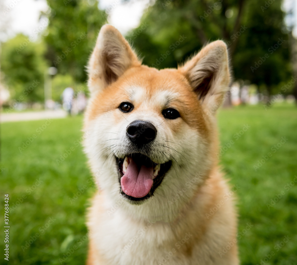 Portrait of cute akita inu dog at the park. Portrait of cute akita inu dog at the park.