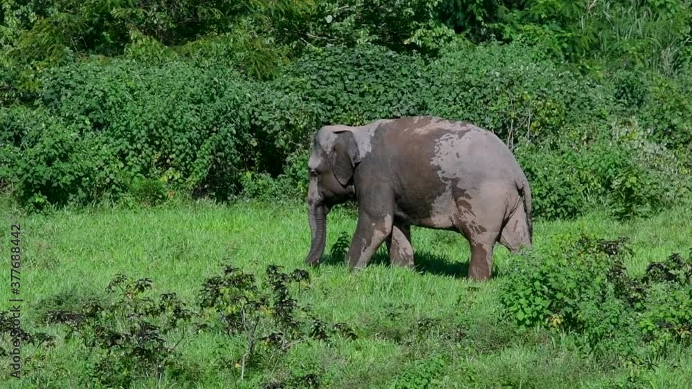 The Asiatic Elephants are endangered species and they are also residents of Thailand; at the national parks they are well protected and that can be seen at the right timing during the day and season. The Asiatic Elephants are endangered species and they are also residents of Thailand; at the national parks they are well protected and that can be seen at the right timing during the day and season.