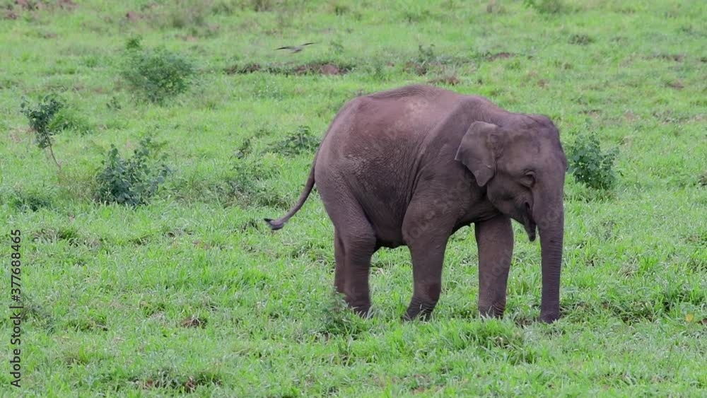 The Asiatic Elephants are endangered species and they are also residents of Thailand; at the national parks they are well protected and that can be seen at the right timing during the day and season. The Asiatic Elephants are endangered species and they are also residents of Thailand; at the national parks they are well protected and that can be seen at the right timing during the day and season.