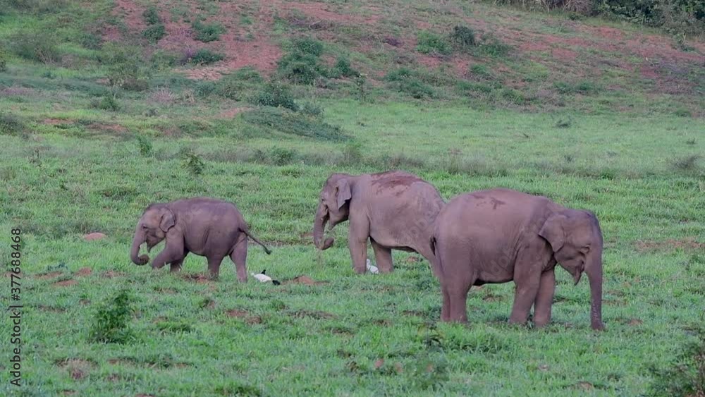The Asiatic Elephants are endangered species and they are also residents of Thailand; at the national parks they are well protected and that can be seen at the right timing during the day and season. The Asiatic Elephants are endangered species and they are also residents of Thailand; at the national parks they are well protected and that can be seen at the right timing during the day and season.
