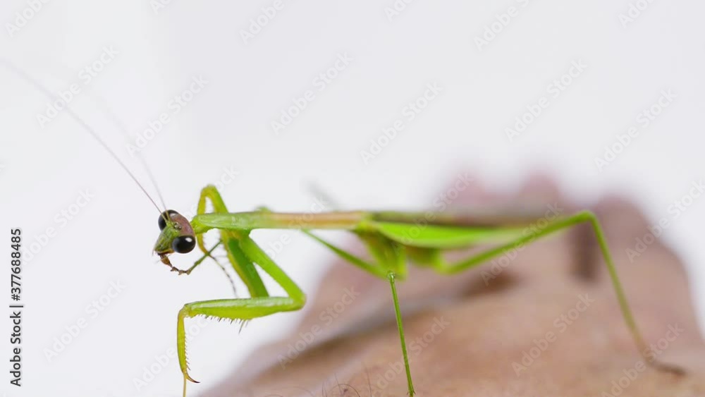 Praying mantis on hand human on white background, Macro Praying mantis on hand human on white background, Macro