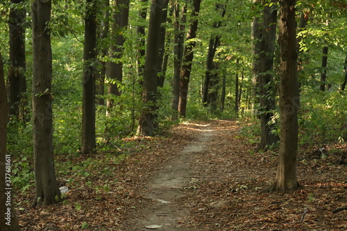 trail in the summer forest