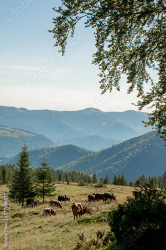 Cows graze on an alpine meadow among fir trees in the mountains. Mountains and slopes in the background. Mountain landscape with cows in the meadow