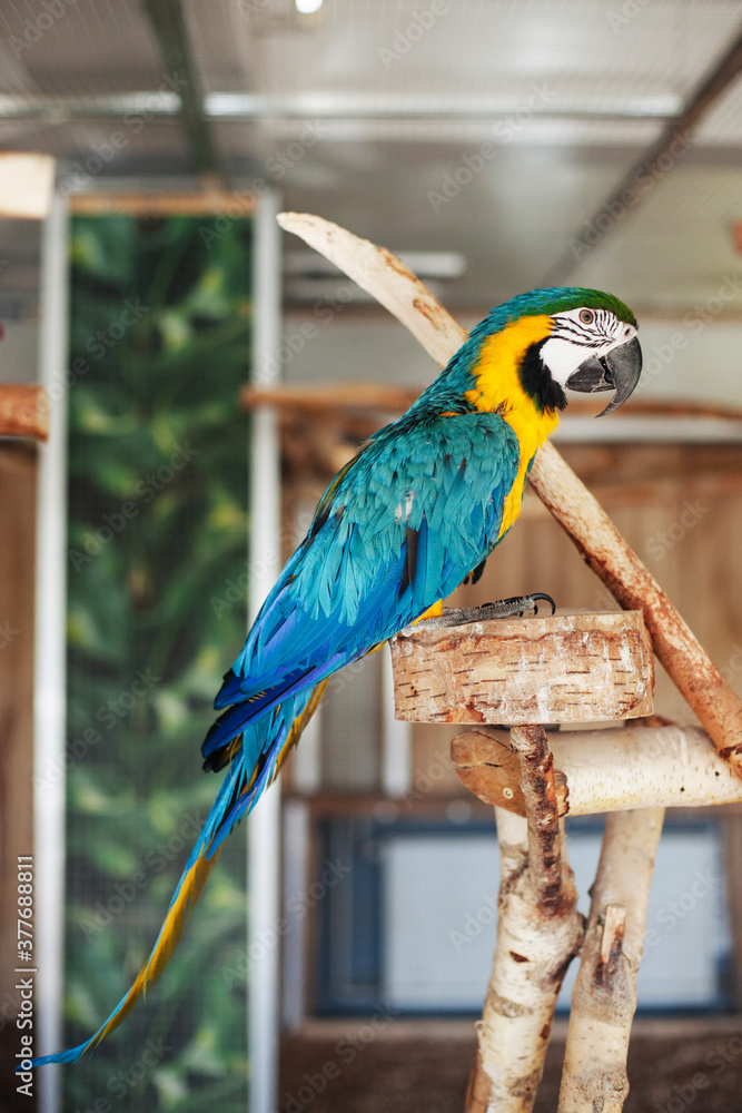 Obraz premium The scarlet macaw bird. Ara macao animal. Blue and yellow bird sitting on a wooden construction. Zoo entertainment background.