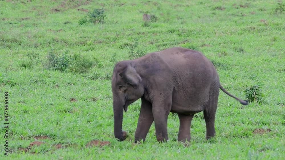 The Asiatic Elephants are endangered species and they are also residents of Thailand; at the national parks they are well protected and that can be seen at the right timing during the day and season. The Asiatic Elephants are endangered species and they are also residents of Thailand; at the national parks they are well protected and that can be seen at the right timing during the day and season.