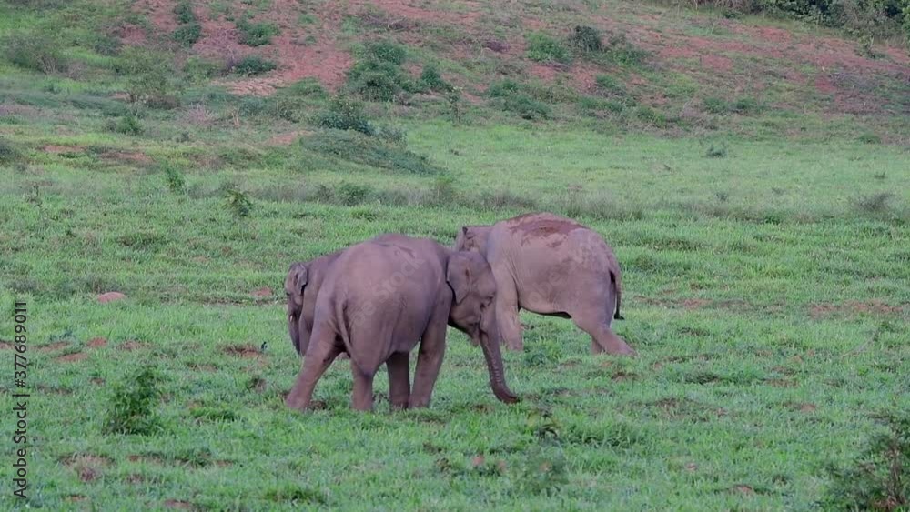 The Asiatic Elephants are endangered species and they are also residents of Thailand; at the national parks they are well protected and that can be seen at the right timing during the day and season. The Asiatic Elephants are endangered species and they are also residents of Thailand; at the national parks they are well protected and that can be seen at the right timing during the day and season.