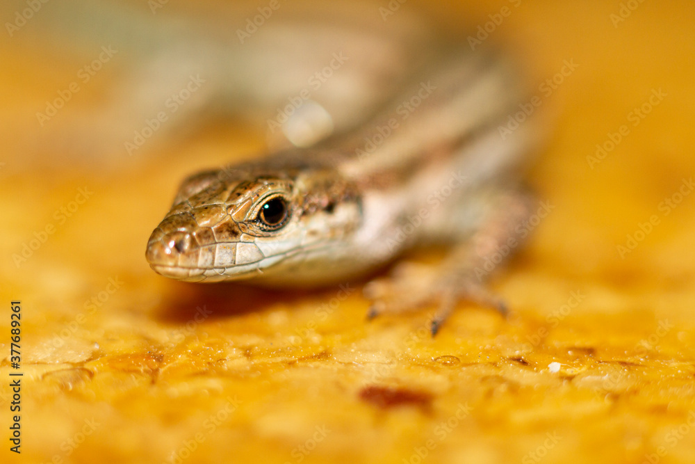 Close-up of lizard with unfocused background on table of yellow tones Close-up of lizard with unfocused background on table of yellow tones