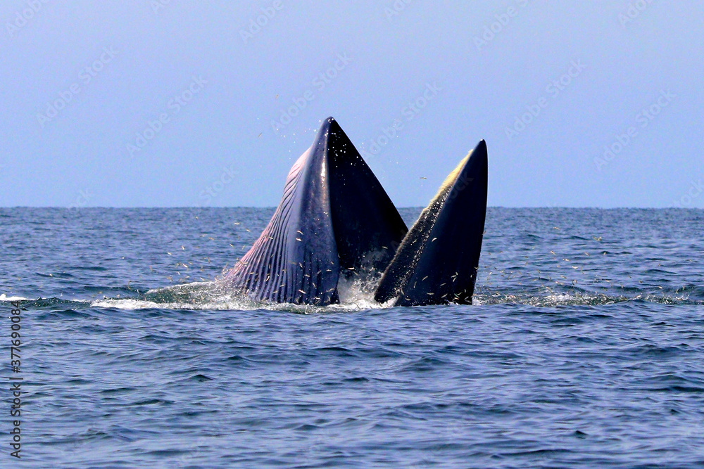 Fototapeta premium Bryde's whale or Eden's whale