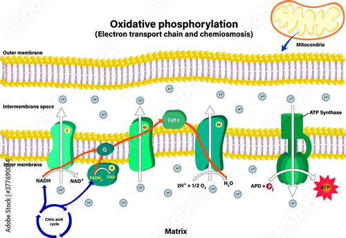 Electron transport chain couples chemiosmosis to ATP synthesis photo