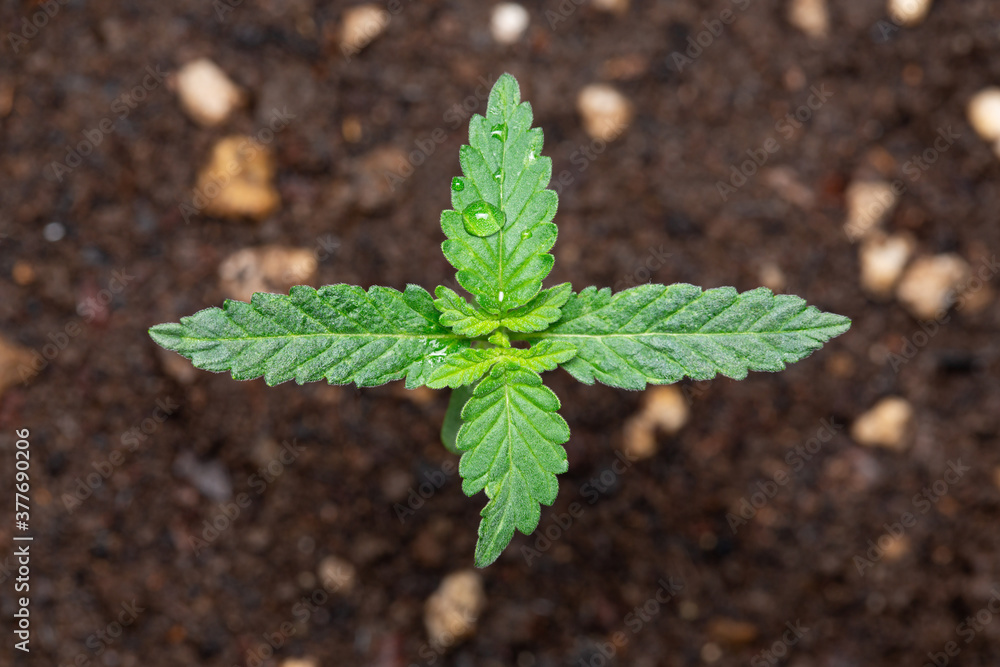 Seed To Strain Cannabis Granddaddy Purple (aka Grand Daddy Purps) Seedlings 9 Days of vegetation planted in the ground, cultivation in an indoor marijuana for medical purposes Seed To Strain Cannabis Granddaddy Purple (aka Grand Daddy Purps) Seedlings 9 Days of vegetation planted in the ground, cultivation in an indoor marijuana for medical purposes