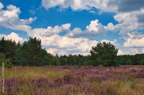 landscape the Weerterheide with sky and clouds photo made on 12 september 2020 in Weert the Netherlands