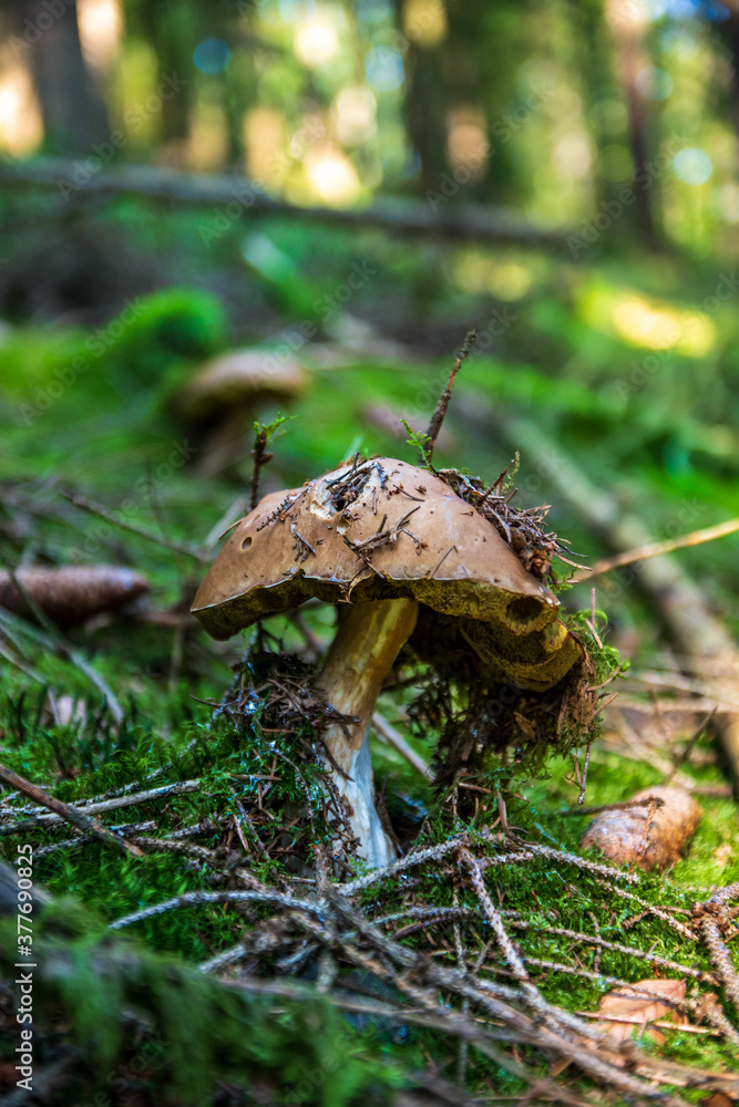 Fototapeta premium brown autumn mushroom at the green forest moss with pine cones and pine needles