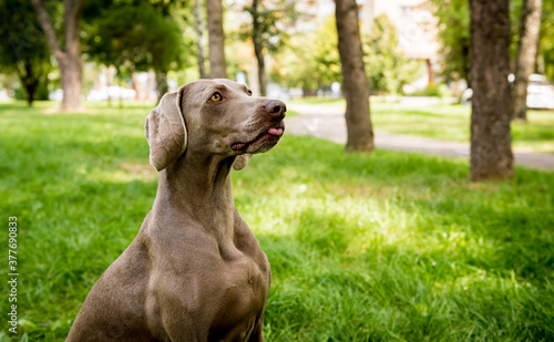 Portrait of cute weimaraner dog breed at the park.