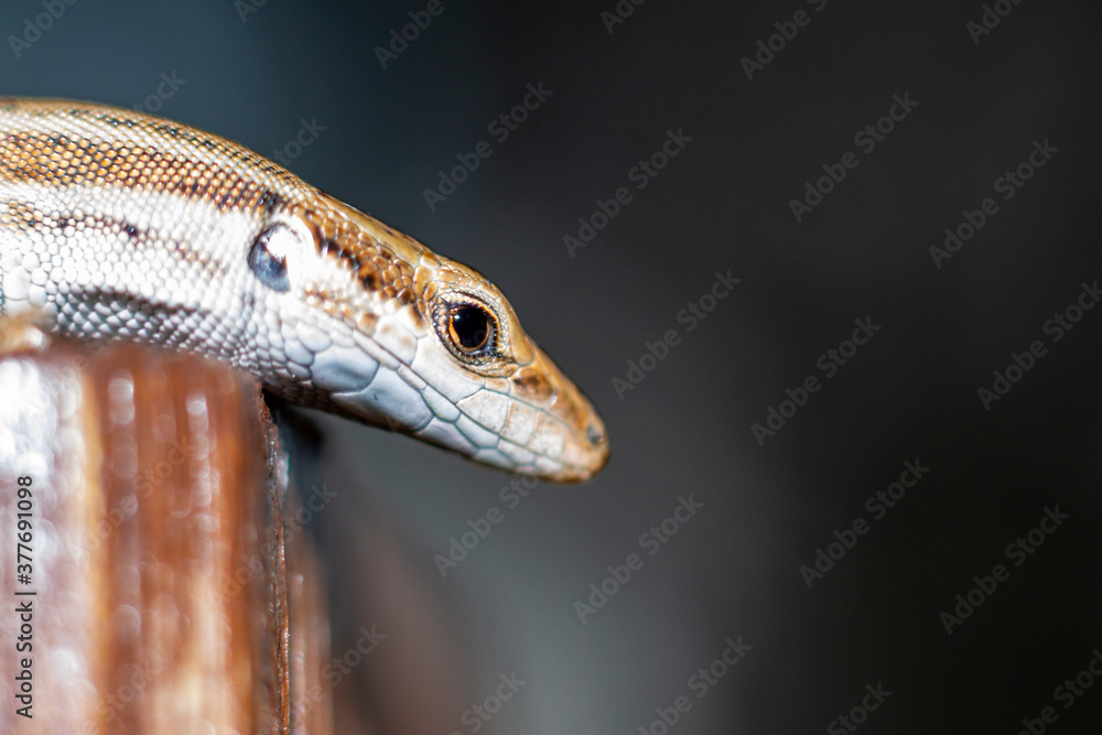 Close-up of lizard (Podarcis hispanicus) with unfocused background Close-up of lizard (Podarcis hispanicus) with unfocused background