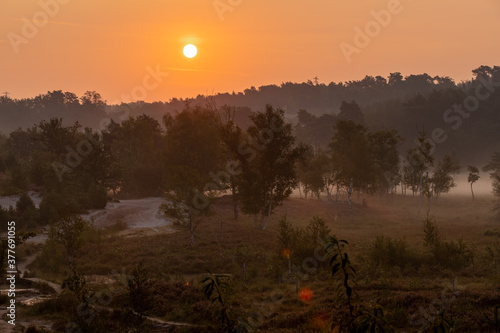 Sunrise at the National park Brunssumerheide in the Netherlands, which is in a warm purple bloom during the month of September with early morning fog on the ground. photo