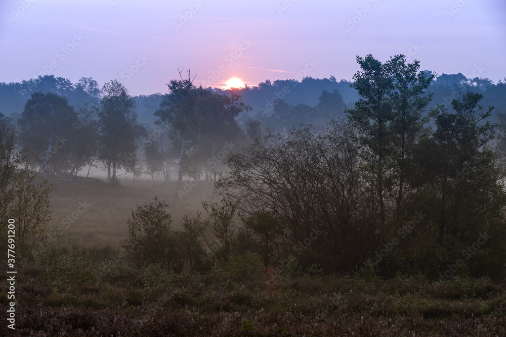 Sunrise at the National park Brunssumerheide in the Netherlands, which is in a warm purple bloom during the month of September with early morning fog on the ground.