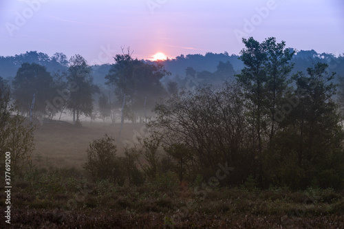 Sunrise at the National park Brunssumerheide in the Netherlands, which is in a warm purple bloom during the month of September with early morning fog on the ground.
