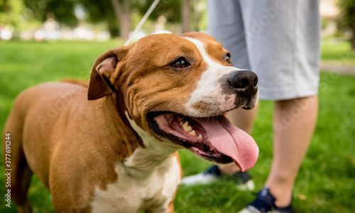 Portrait of cute american staffordshire terrier at the park.